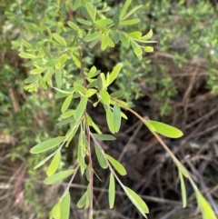 Gaudium brevipes (Grey Tea-tree) at Namadgi National Park - 7 Oct 2023 by Tapirlord
