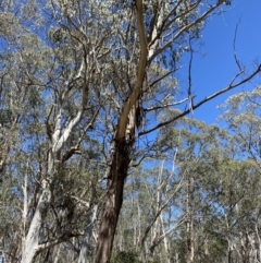 Eucalyptus delegatensis subsp. delegatensis (Alpine Ash) at Namadgi National Park - 7 Oct 2023 by Tapirlord
