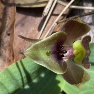 Chiloglottis valida at Namadgi National Park - suppressed