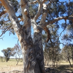 Eucalyptus blakelyi (Blakely's Red Gum) at Stromlo, ACT - 17 Nov 2023 by HelenCross