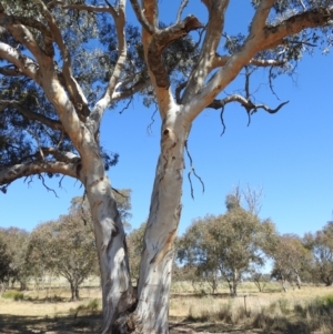 Eucalyptus blakelyi at Lions Youth Haven - Westwood Farm A.C.T. - 17 Nov 2023 02:32 PM