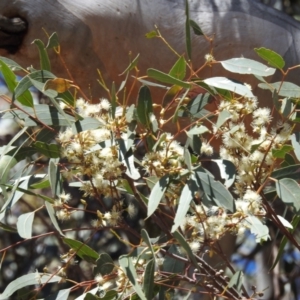 Eucalyptus blakelyi at Lions Youth Haven - Westwood Farm A.C.T. - 17 Nov 2023 02:32 PM