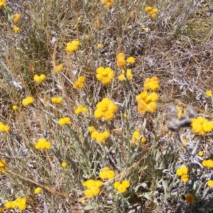 Austrotephritis poenia at Mugga Mugga Grassland (MMW) - 17 Nov 2023