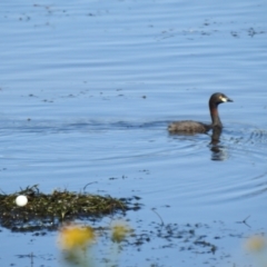 Tachybaptus novaehollandiae (Australasian Grebe) at Lions Youth Haven - Westwood Farm A.C.T. - 17 Nov 2023 by HelenCross