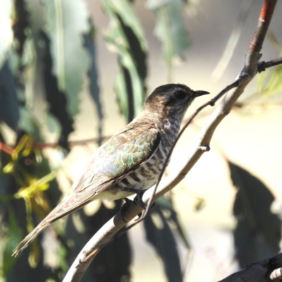 Chrysococcyx basalis (Horsfield's Bronze-Cuckoo) at Lions Youth Haven - Westwood Farm A.C.T. - 17 Nov 2023 by HelenCross