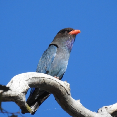 Eurystomus orientalis (Dollarbird) at Lions Youth Haven - Westwood Farm A.C.T. - 17 Nov 2023 by HelenCross