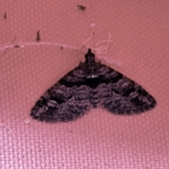 Phrissogonus laticostata (Apple looper moth) at Aranda, ACT - 17 Nov 2023 by KMcCue
