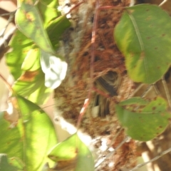 Gerygone olivacea at Kambah, ACT - 17 Nov 2023