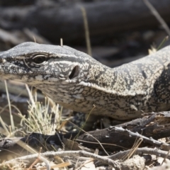 Varanus rosenbergi at Illilanga & Baroona - suppressed