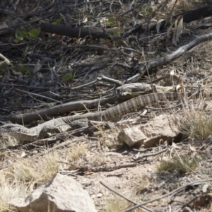 Varanus rosenbergi at Illilanga & Baroona - suppressed