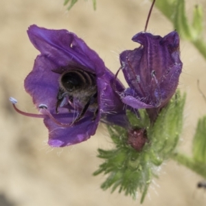 Apis mellifera at Dunlop Grassland (DGE) - 17 Nov 2023