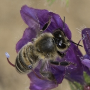 Apis mellifera at Fraser, ACT - 17 Nov 2023