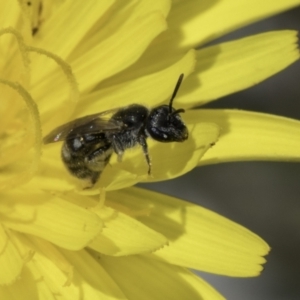 Lasioglossum (Chilalictus) lanarium at Fraser, ACT - 17 Nov 2023 11:56 AM