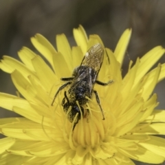 Lasioglossum (Chilalictus) lanarium at Dunlop Grassland (DGE) - 17 Nov 2023