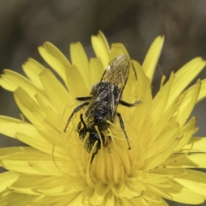 Lasioglossum (Chilalictus) lanarium at Fraser, ACT - 17 Nov 2023 11:56 AM