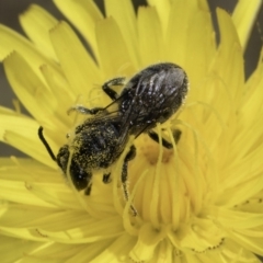 Lasioglossum (Chilalictus) lanarium at Dunlop Grassland (DGE) - 17 Nov 2023