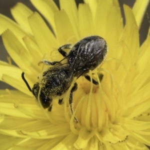 Lasioglossum (Chilalictus) lanarium at Fraser, ACT - 17 Nov 2023 11:56 AM