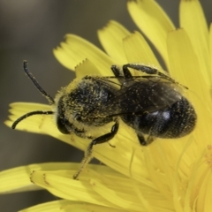 Lasioglossum (Chilalictus) lanarium at Fraser, ACT - 17 Nov 2023 11:56 AM