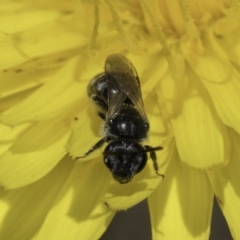 Lasioglossum (Chilalictus) lanarium at Dunlop Grassland (DGE) - 17 Nov 2023