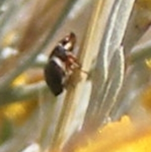 Chrysomelidae sp. (family) at Mugga Mugga Grassland (MMW) - 17 Nov 2023 12:07 PM