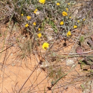 Apis mellifera at Mugga Mugga Grassland (MMW) - 17 Nov 2023