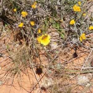 Apis mellifera at Mugga Mugga Grassland (MMW) - 17 Nov 2023