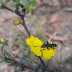 Eleale simplex (Clerid beetle) at QPRC LGA - 17 Nov 2023 by clarehoneydove