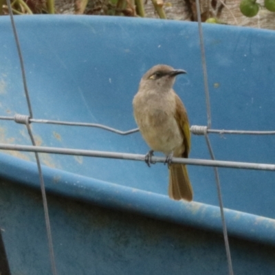 Lichmera indistincta (Brown Honeyeater) at Burringbar, NSW - 11 Nov 2023 by Rixon