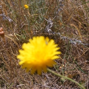 Dasytinae (subfamily) at Mugga Mugga Grassland (MMW) - 17 Nov 2023