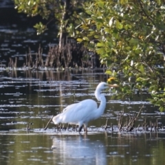 Ardea alba (Great Egret) at West Ballina, NSW - 2 Nov 2023 by Rixon