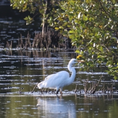 Ardea alba (Great Egret) at West Ballina, NSW - 2 Nov 2023 by Rixon