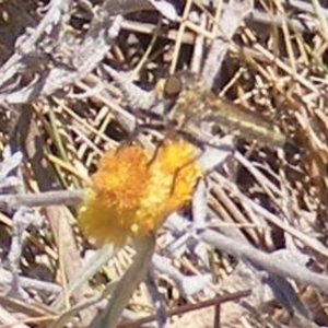 Asilinae sp. (subfamily) at Mugga Mugga Grassland (MMW) - 17 Nov 2023