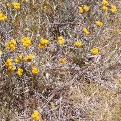 Asilinae sp. (subfamily) at Mugga Mugga Grassland (MMW) - 17 Nov 2023