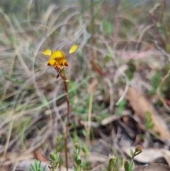 Diuris semilunulata (Late Leopard Orchid) at QPRC LGA - 17 Nov 2023 by clarehoneydove