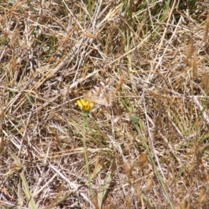 Vanessa kershawi at Mugga Mugga Grassland (MMW) - 17 Nov 2023 12:27 PM