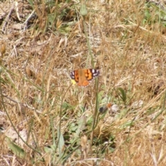 Vanessa kershawi at Mugga Mugga Grassland (MMW) - 17 Nov 2023 12:27 PM