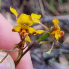 Diuris semilunulata (Late Leopard Orchid) at QPRC LGA - 17 Nov 2023 by clarehoneydove