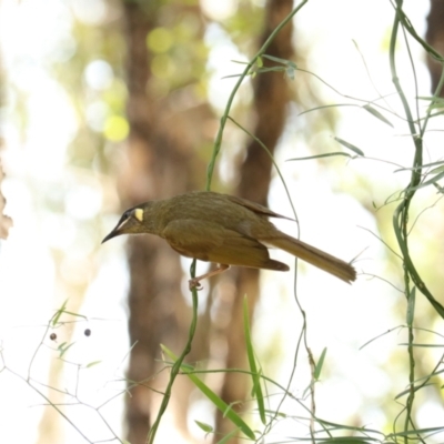 Meliphaga lewinii (Lewin's Honeyeater) at Coopernook, NSW - 12 Nov 2023 by Rixon