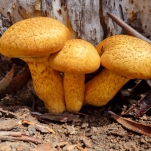 Gymnopilus junonius at QPRC LGA - suppressed