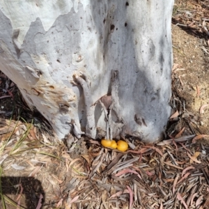 Gymnopilus junonius at QPRC LGA - suppressed