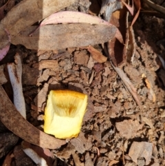 Gymnopilus junonius at QPRC LGA - suppressed