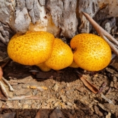 Gymnopilus junonius at QPRC LGA - suppressed