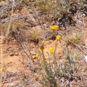 Zizina otis at Mugga Mugga Grassland (MMW) - 17 Nov 2023