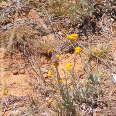 Zizina otis (Common Grass-Blue) at Mugga Mugga Grassland (MMW) - 17 Nov 2023 by MichaelMulvaney