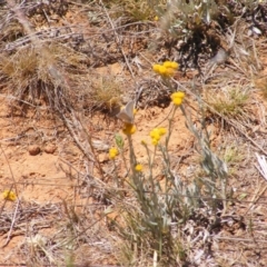 Zizina otis at Mugga Mugga Grassland (MMW) - 17 Nov 2023