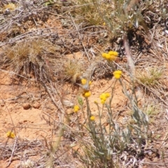 Zizina otis at Mugga Mugga Grassland (MMW) - 17 Nov 2023