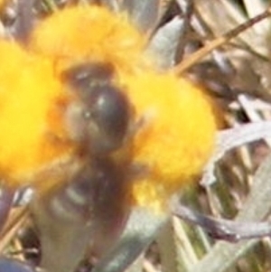 Lasioglossum (Chilalictus) sp. (genus & subgenus) at Mugga Mugga Grassland (MMW) - 17 Nov 2023