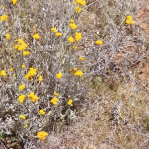 Lasioglossum (Chilalictus) sp. (genus & subgenus) at Mugga Mugga Grassland (MMW) - 17 Nov 2023