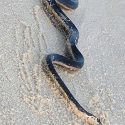 Hydrophis platurus (Yellow-bellied Sea Snake) at Eden, NSW - 17 Nov 2023 by Allan