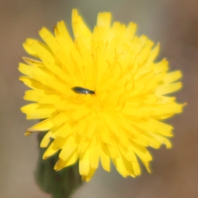 Dasytinae (subfamily) (Soft-winged flower beetle) at Budjan Galindji (Franklin Grassland) Reserve - 15 Nov 2023 by JenniM